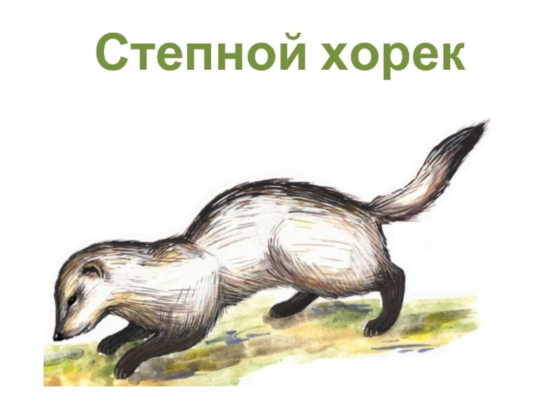 Хорь Степной рисунок