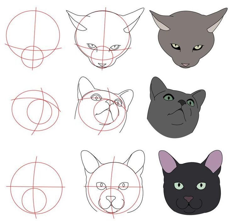 Анатомия морды кота