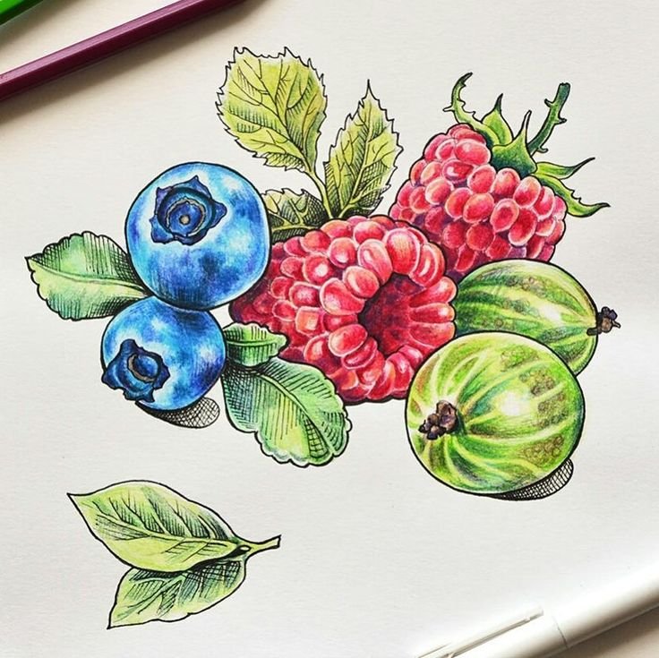 Ягоды рисунок маркерами