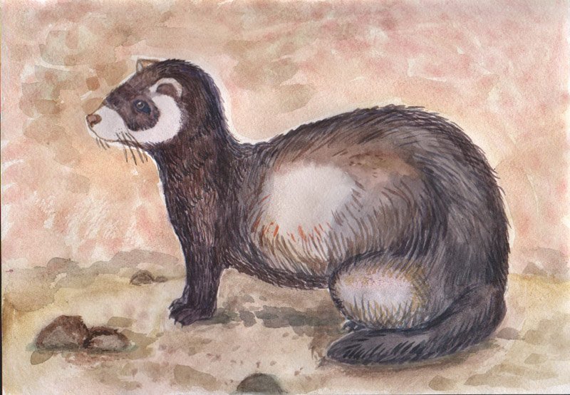 Амурский хорек