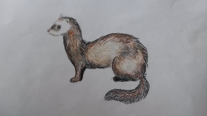 Степной хорь (Mustela eversmanni)