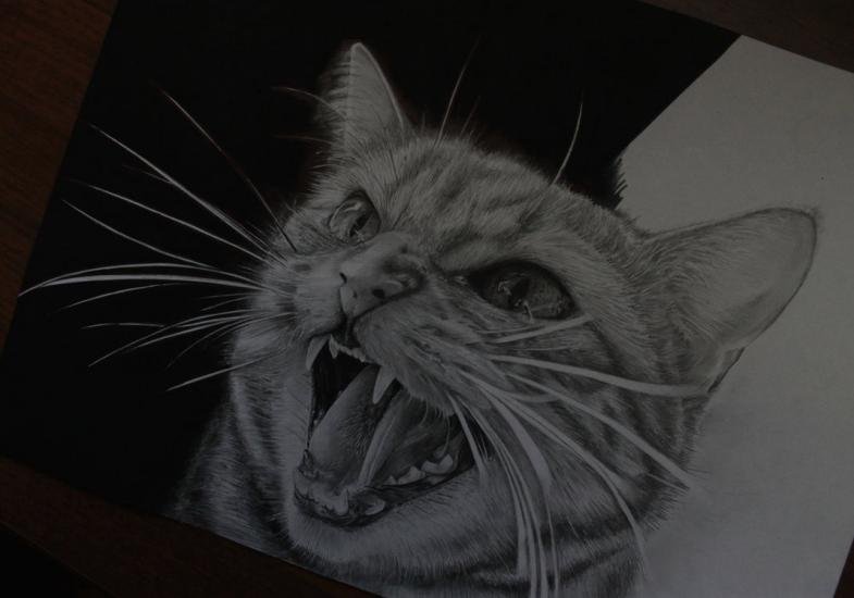 Злая кошка
