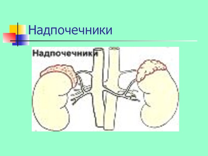 Надпочечники рисунок простой