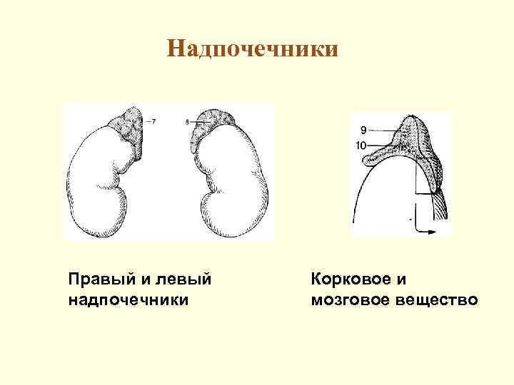 Аномалии развития надпочечников