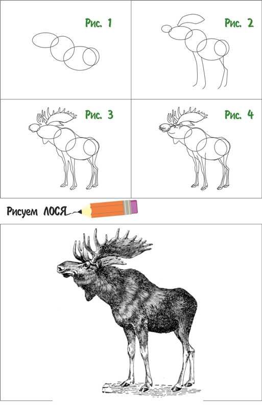 Лось рисунок пошагово