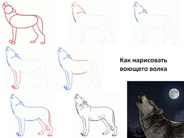 Поэтапное рисование волка