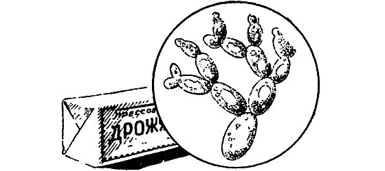 Дрожжи строение