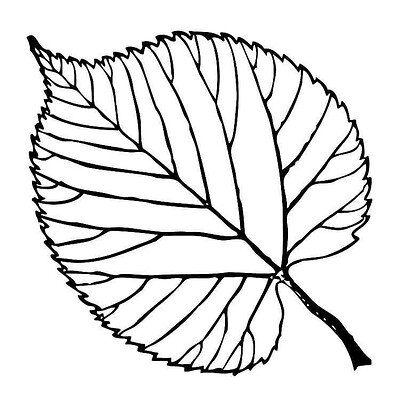 Листья рисунок