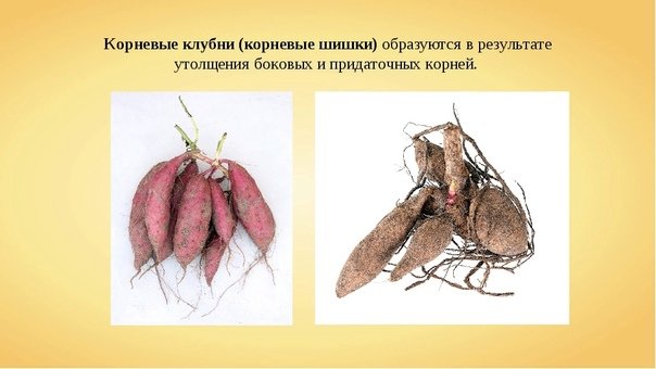 Корневые клубни метаморфоз