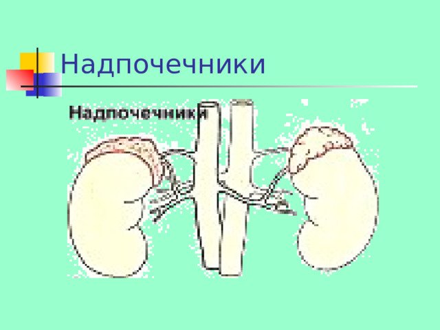 Надпочечники внешняя или внутренняя секреция