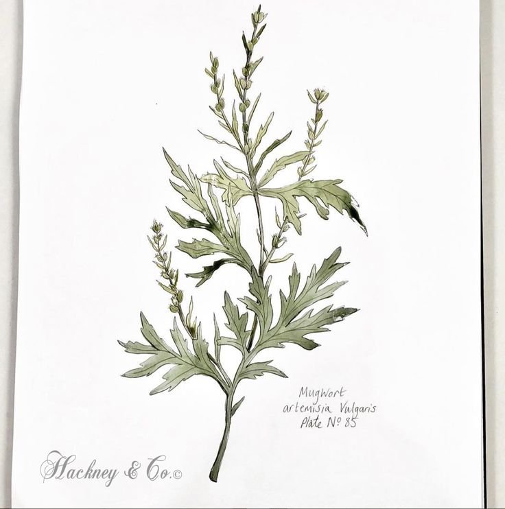 Полынь Mugwort