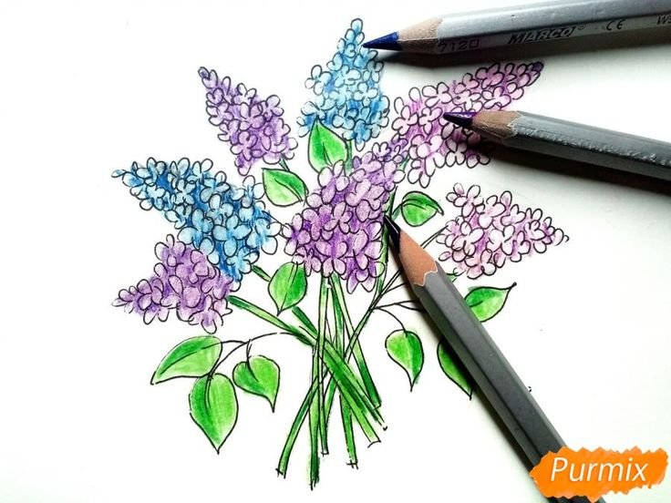 Рисование ветка сирени