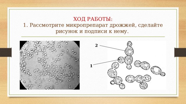Дрожжи рисунок