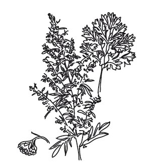 Полынь трехзубчатая Artemisia