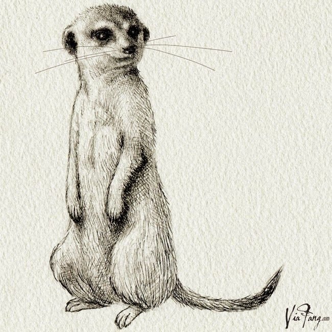 Сурикат рисунок