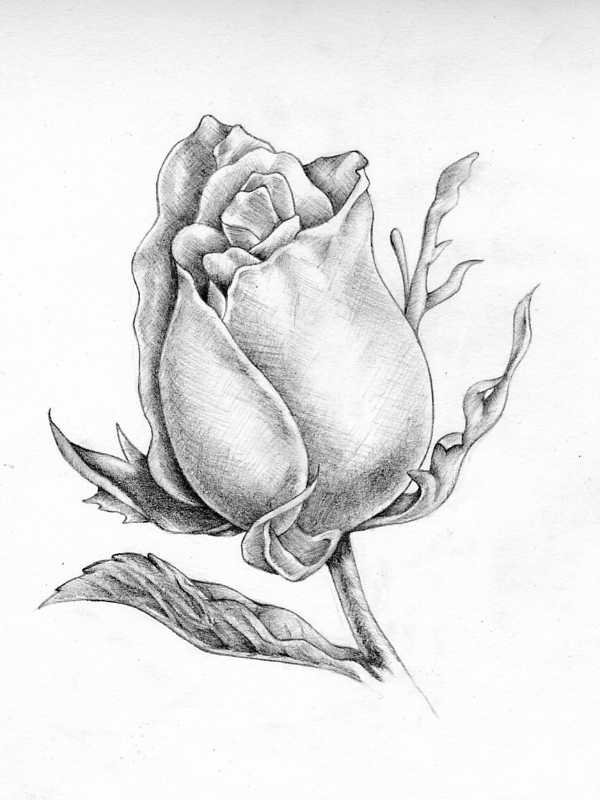 Роза карандашом