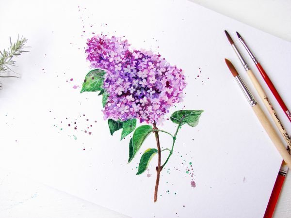 Сирень рисунок акварелью