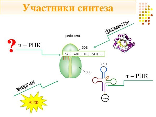 Биосинтез белка