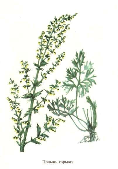 Полынь горькая (Artemisia absinthium)