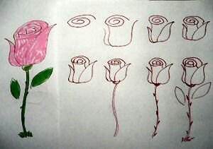 Рисунок розы для срисовки
