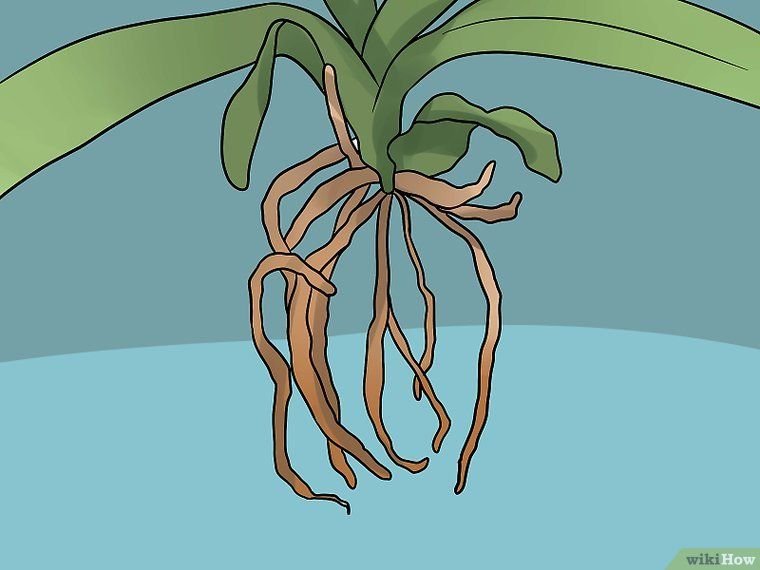 Воздушные корни