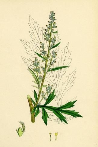 Полынь Mugwort