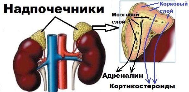 Адреналин гормон мозгового слоя надпочечников