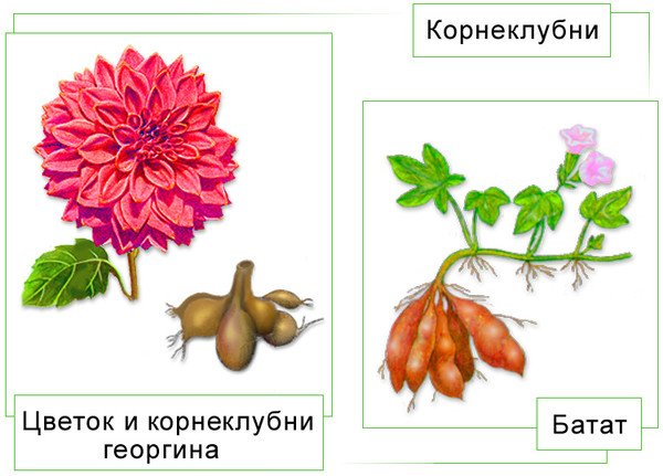 Георгин корни клубни