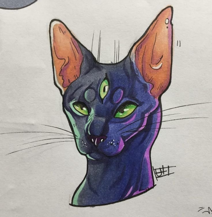 Котики для скетчбука