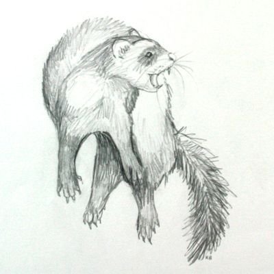 Хорек рисунок