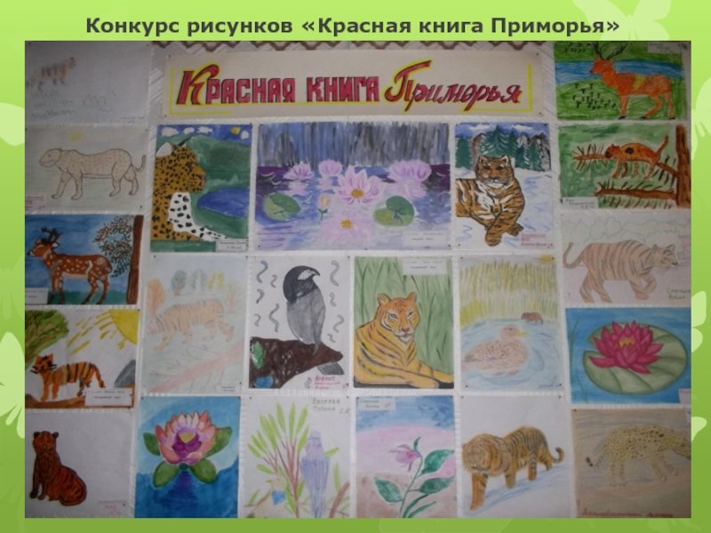 Красная книга рисунок