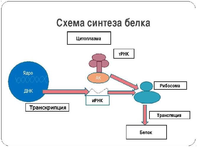 Схема синтеза белка в рибосоме