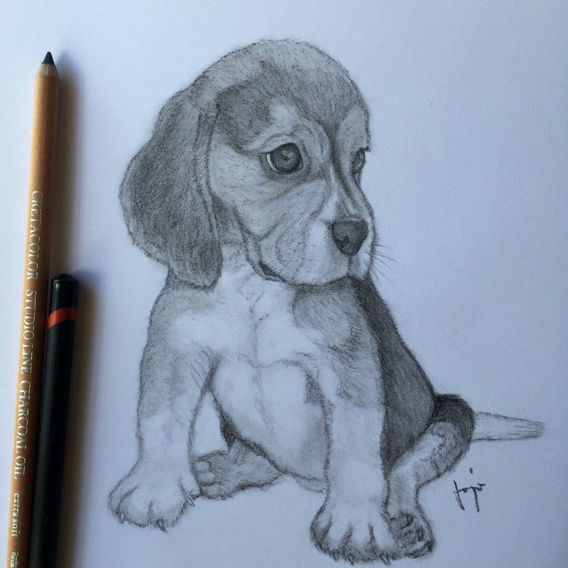 Рисунок собаки для срисовки