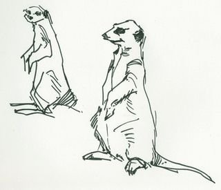 Сурикат раскраска