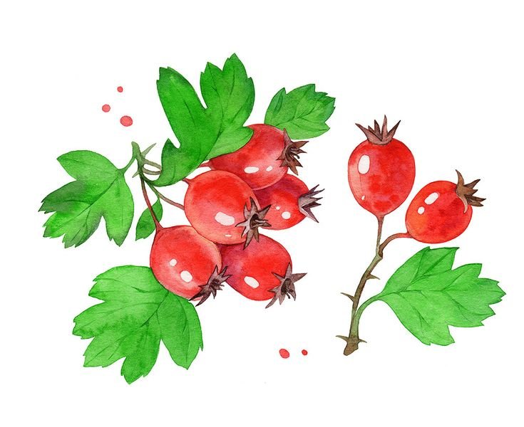 Шиповник рисунок для детей