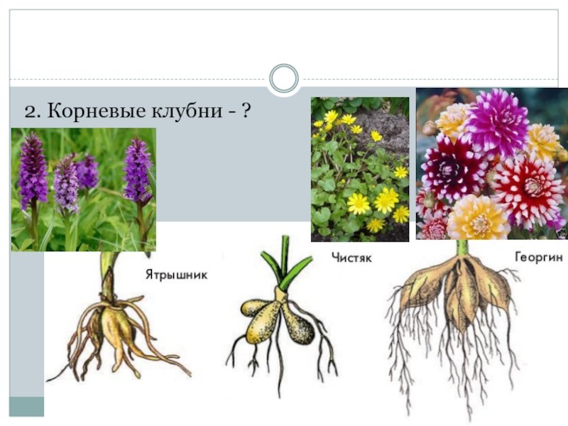 Корнеклубень георгина