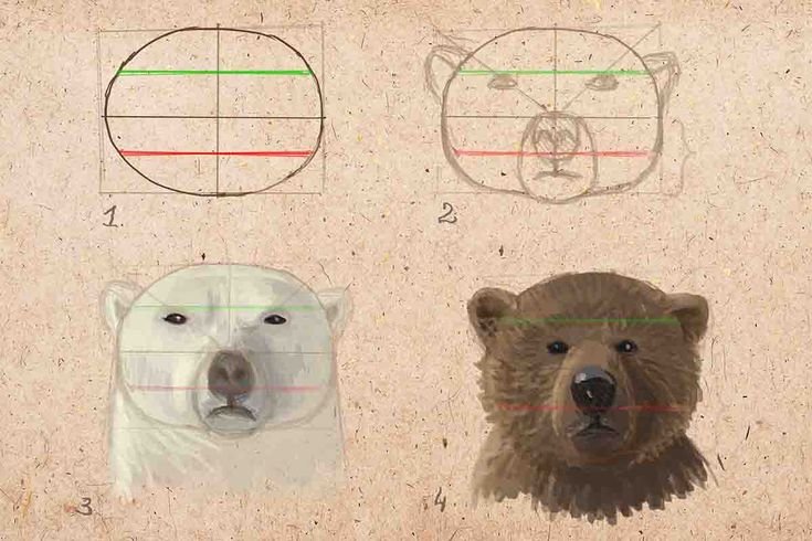 Рисуем морду медведя