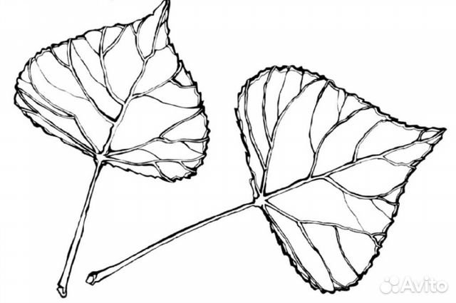 Лист липы раскраска