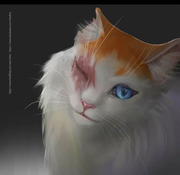 Коты коителт яроклдика