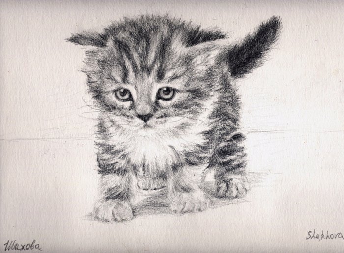 Котёнок рисунок карандашом