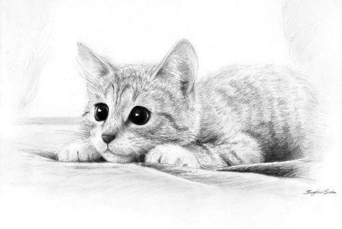 Кошка рисунок карандашом