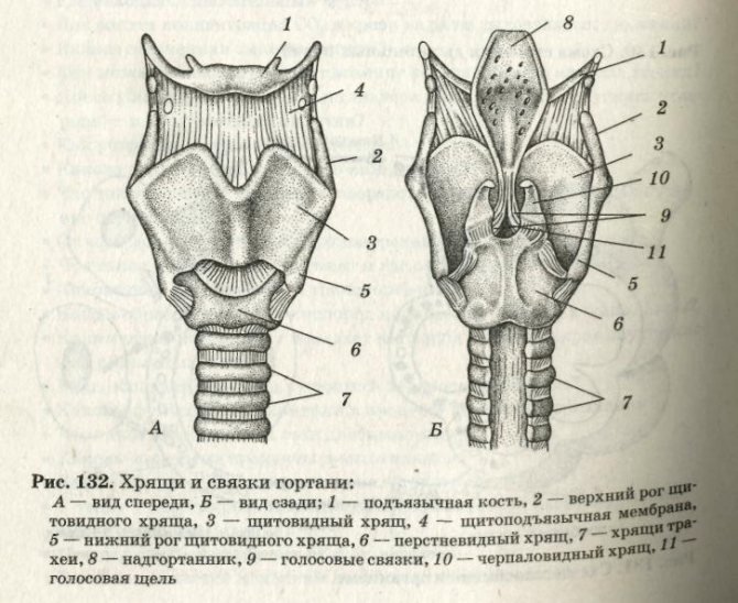 Щитовидный хрящ гортани анатомия