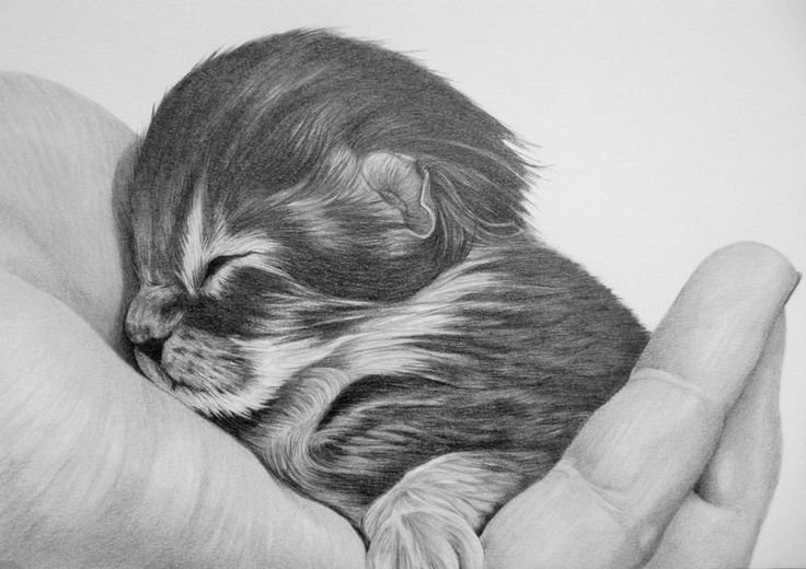 Рисунки животных карандашом