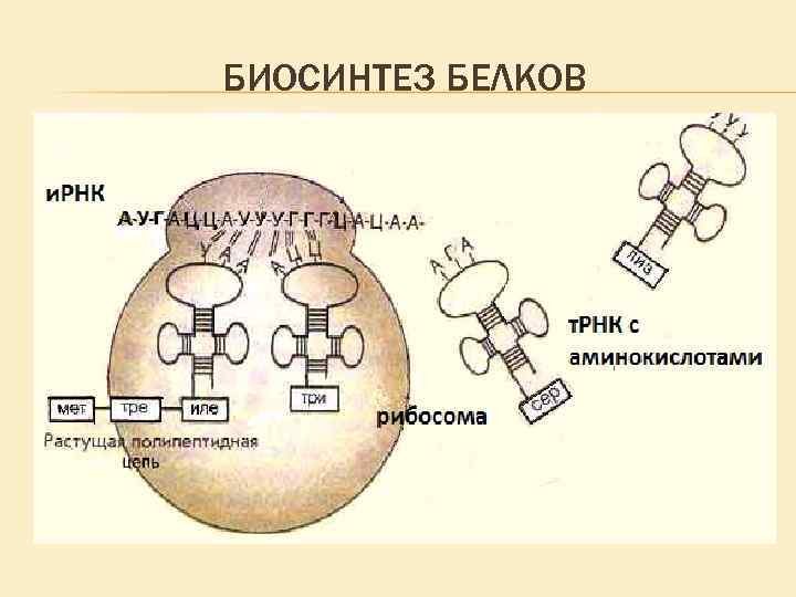Процесс синтеза белка схема