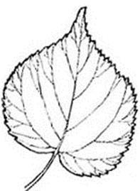 Лист липы раскраска