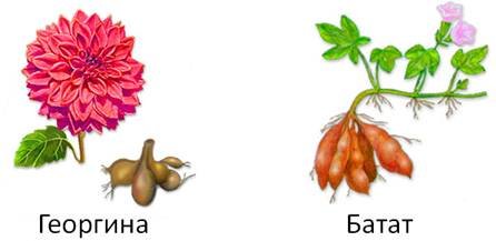 Корневые клубни батата георгина