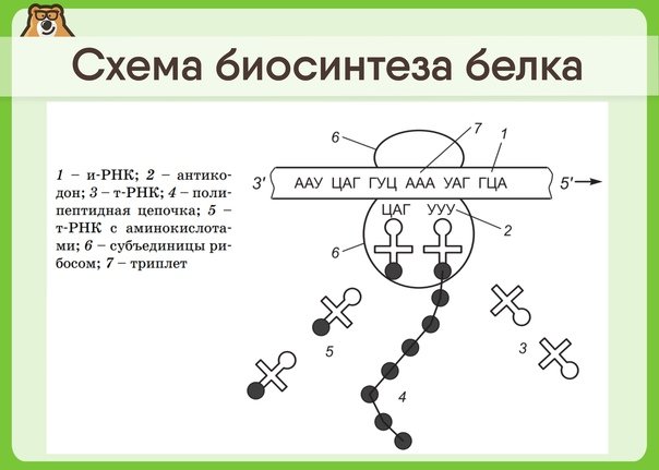 Общая схема биосинтеза белка