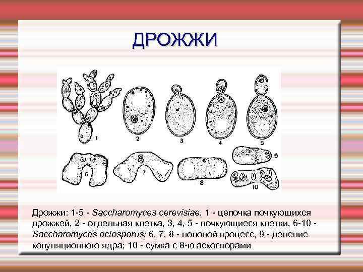 Пекарские дрожжи строение клетки