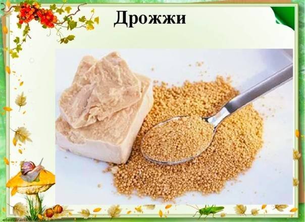 Дрожжи картинка для детей