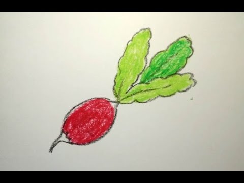 Рисунки редиса акварелью